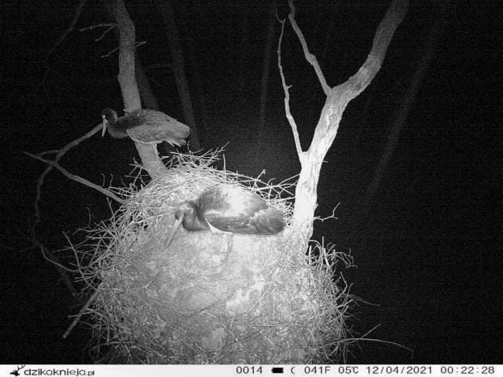 Bocianie love story. Gdzie w gniazdach są pary, gdzie jajka?