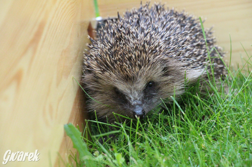 Iwonka, Halinka i Leszek. Trzy jeże zamieszkały w parku
