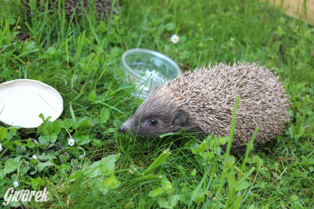 Iwonka, Halinka i Leszek. Trzy jeże zamieszkały w parku