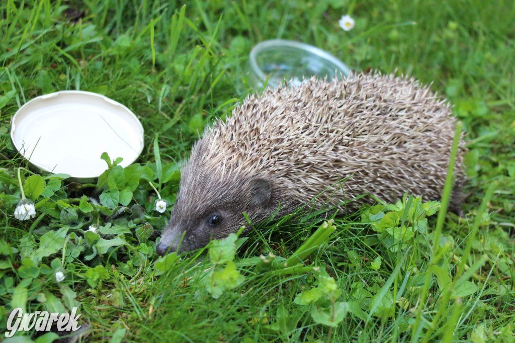 Iwonka, Halinka i Leszek. Trzy jeże zamieszkały w parku