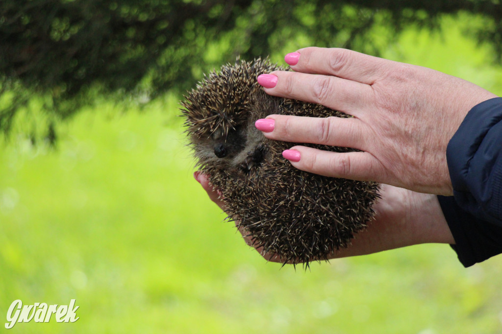 Iwonka, Halinka i Leszek. Trzy jeże zamieszkały w parku