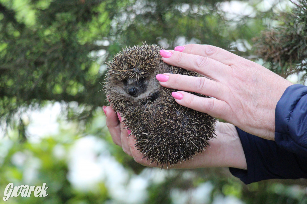 Iwonka, Halinka i Leszek. Trzy jeże zamieszkały w parku