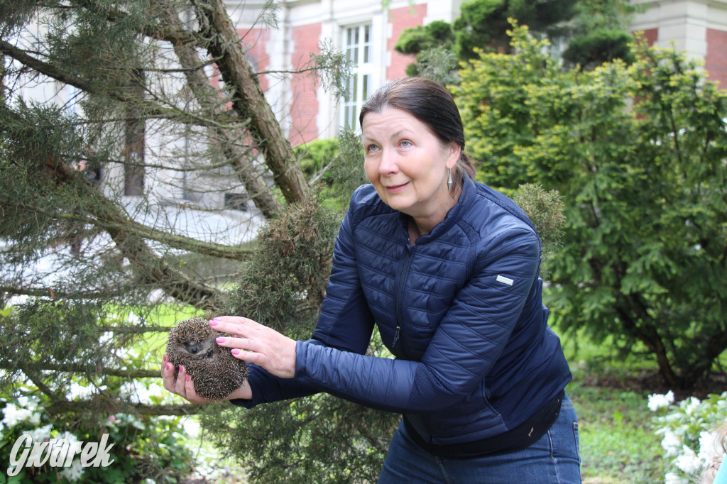 Iwonka, Halinka i Leszek. Trzy jeże zamieszkały w parku