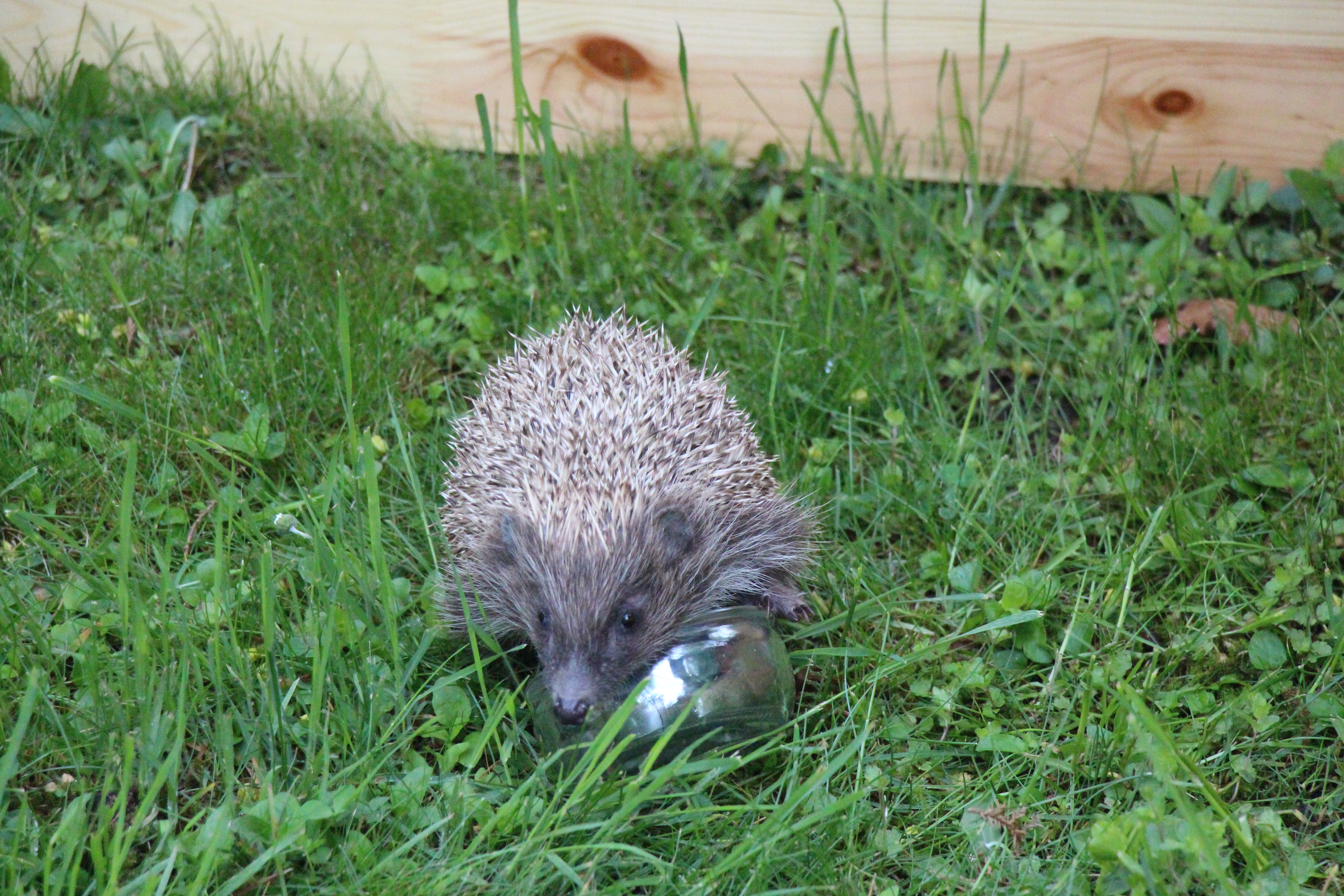 Iwonka, Halinka i Leszek. Trzy jeże zamieszkały w parku