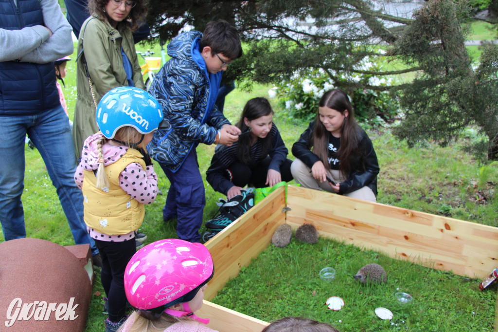 Iwonka, Halinka i Leszek. Trzy jeże zamieszkały w parku