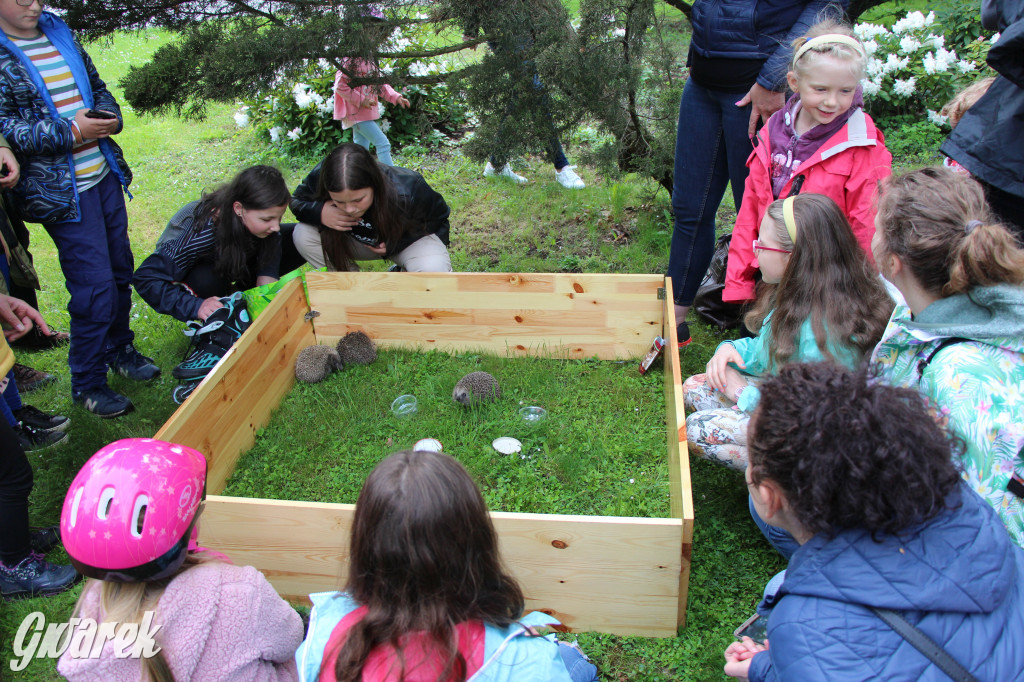 Iwonka, Halinka i Leszek. Trzy jeże zamieszkały w parku