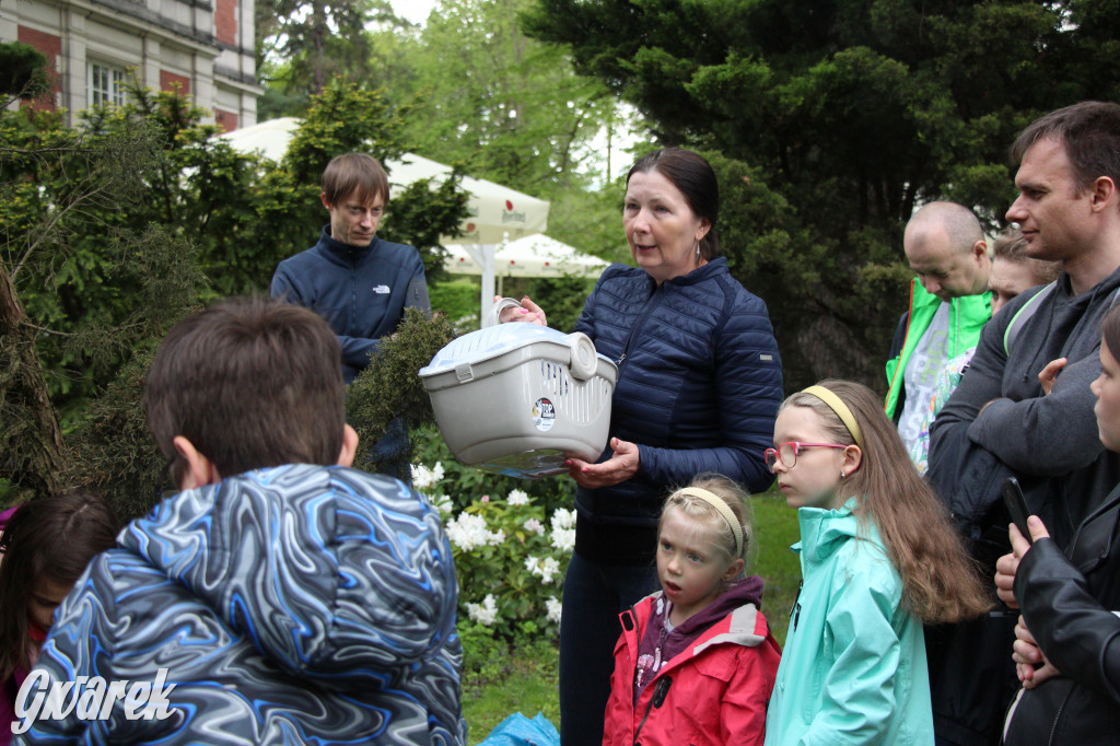 Iwonka, Halinka i Leszek. Trzy jeże zamieszkały w parku