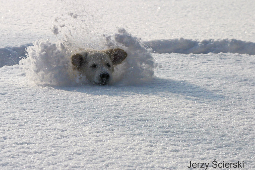 Nagrodzone fotografie słuchaczy uniwersytetów trzeciego wieku