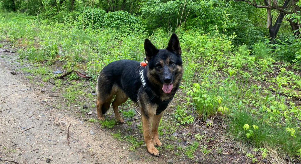 Nasi druhowie szukali 11-latka