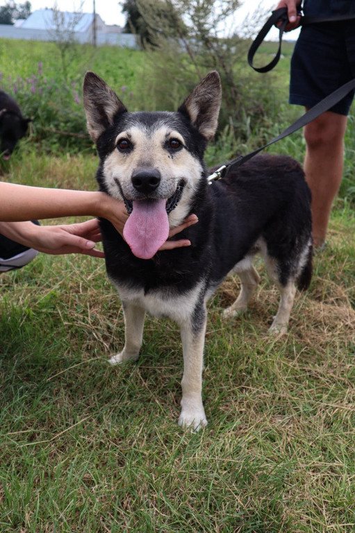 Wyjątkowa akcja w schronisku: dzieci czytały psom