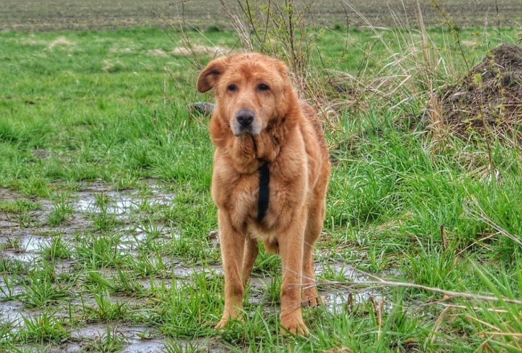 Wyjątkowa akcja w schronisku: dzieci czytały psom