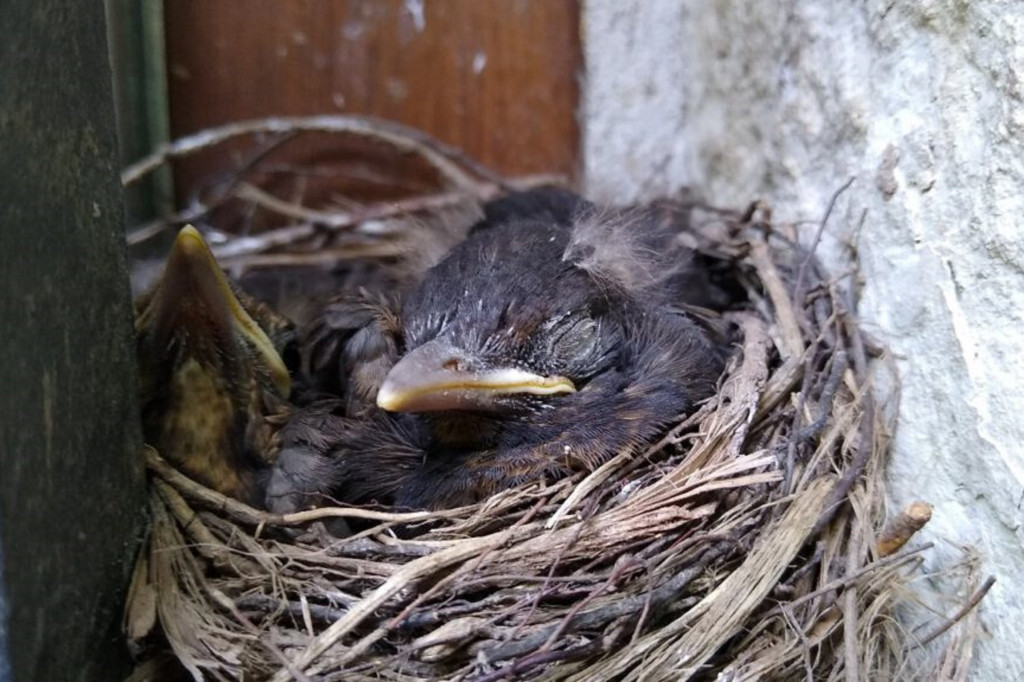 Kosy ze Sztolni Czarnego Pstrąga. Pracownicy pilnowali gniazda
