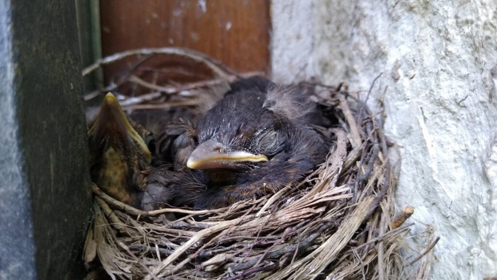 Kosy ze Sztolni Czarnego Pstrąga. Pracownicy pilnowali gniazda