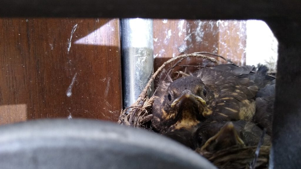 Kosy ze Sztolni Czarnego Pstrąga. Pracownicy pilnowali gniazda