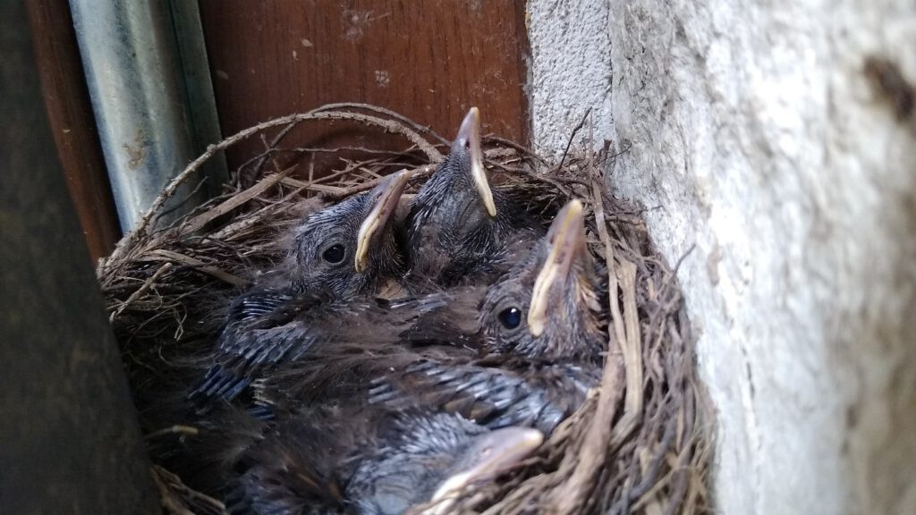 Kosy ze Sztolni Czarnego Pstrąga. Pracownicy pilnowali gniazda