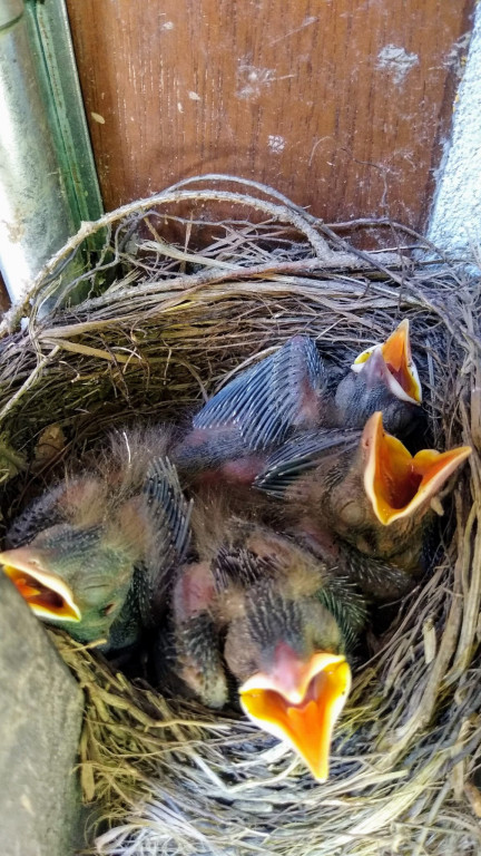 Kosy ze Sztolni Czarnego Pstrąga. Pracownicy pilnowali gniazda