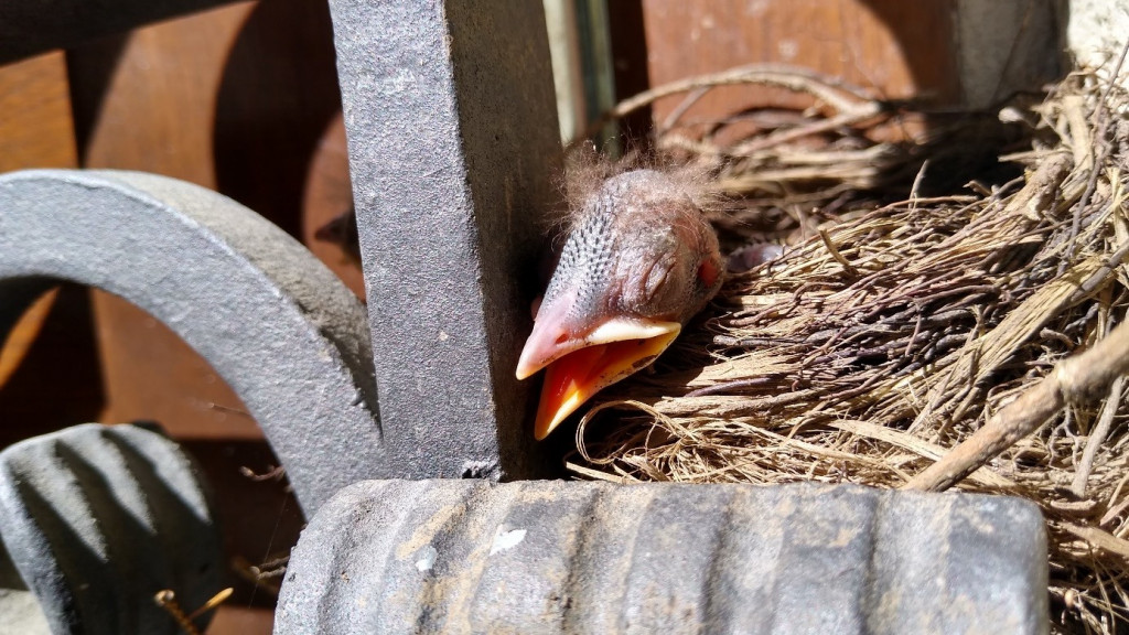 Kosy ze Sztolni Czarnego Pstrąga. Pracownicy pilnowali gniazda