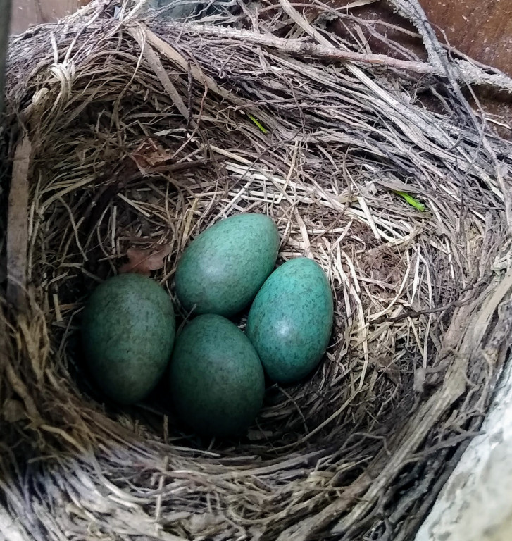 Kosy ze Sztolni Czarnego Pstrąga. Pracownicy pilnowali gniazda