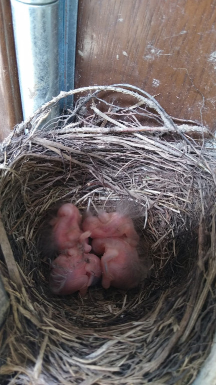 Kosy ze Sztolni Czarnego Pstrąga. Pracownicy pilnowali gniazda