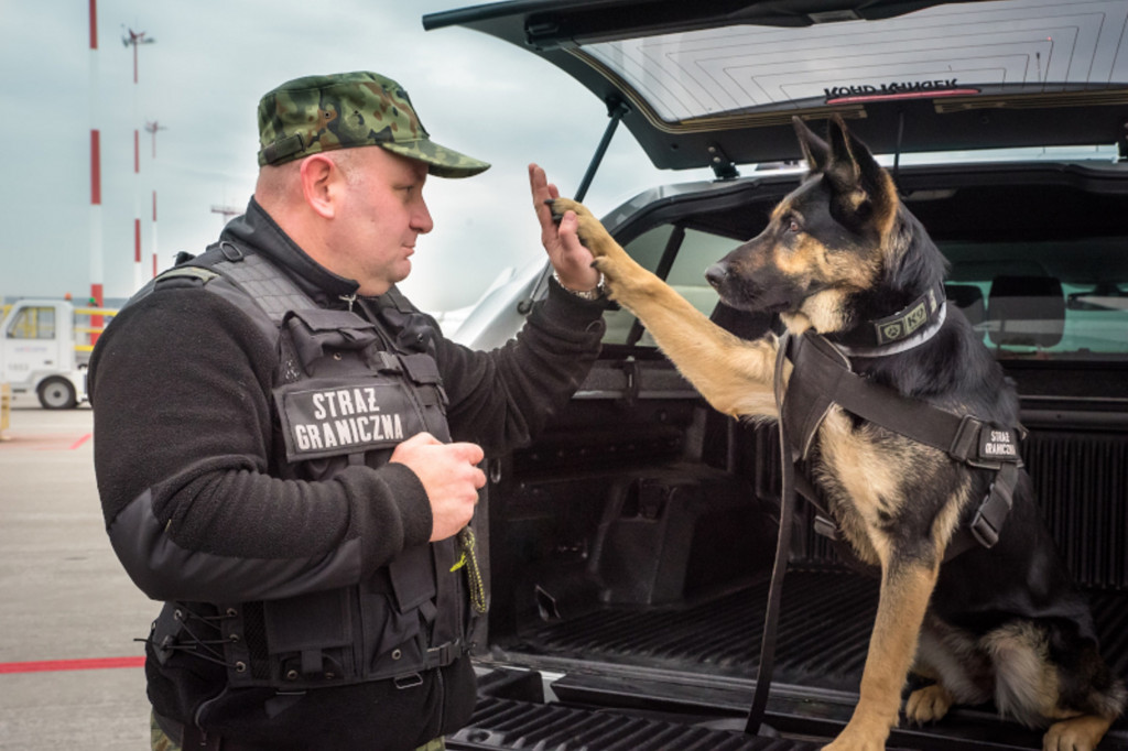 Dzień Psa. Poznajcie psy specjalne z lotniska w Pyrzowicach