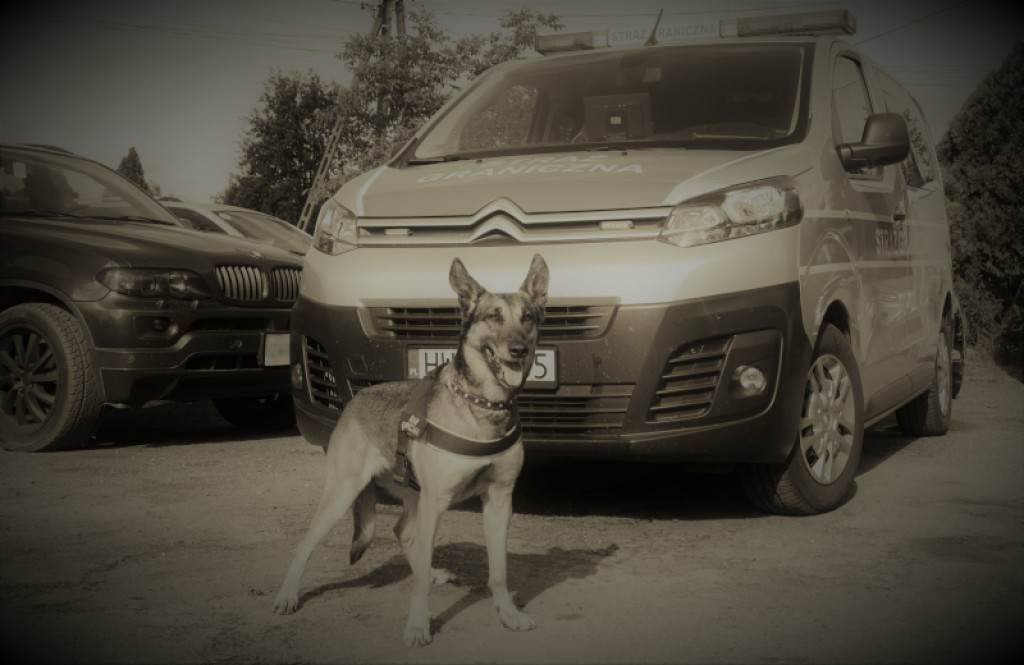 Dzień Psa. Poznajcie psy specjalne z lotniska w Pyrzowicach