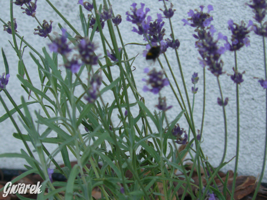 Piknik w Ossach. Działo się!