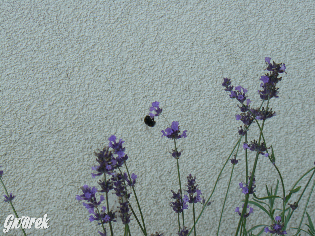 Piknik w Ossach. Działo się!