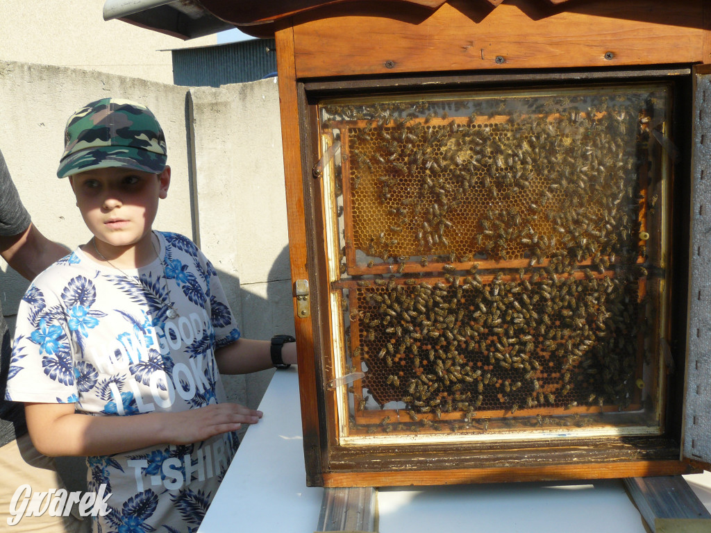 Dzień Pszczoły w Bibieli