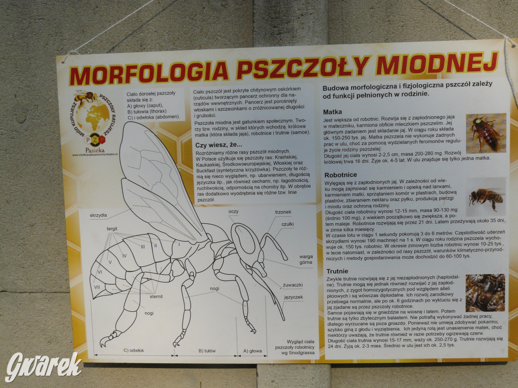 Dzień Pszczoły w Bibieli