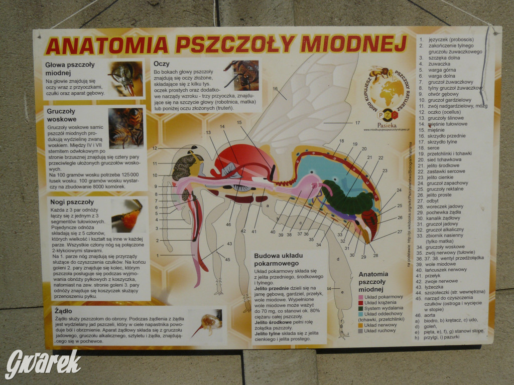 Dzień Pszczoły w Bibieli