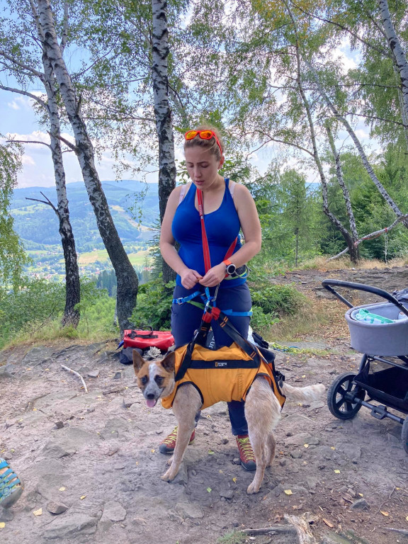 Psy na skałach i wodzie