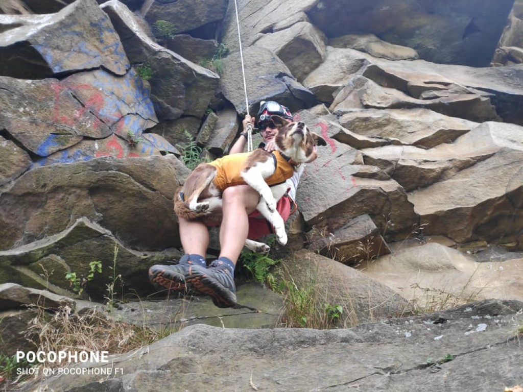 Psy na skałach i wodzie