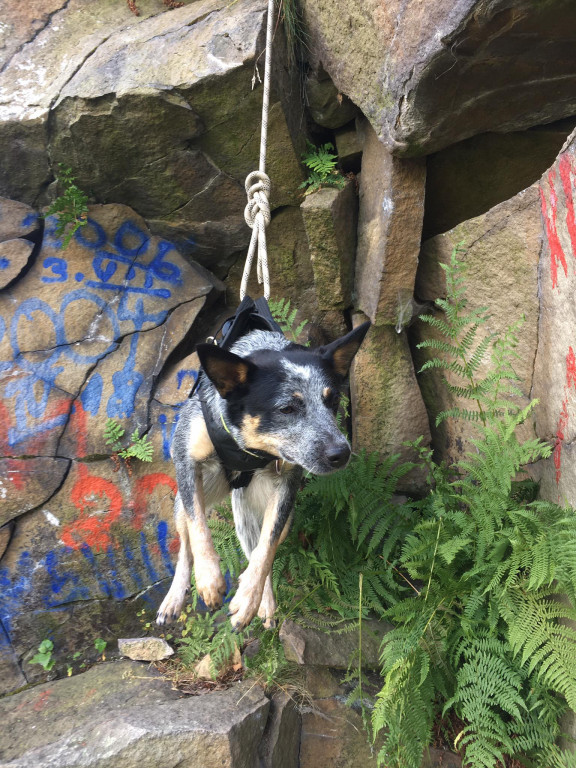 Psy na skałach i wodzie