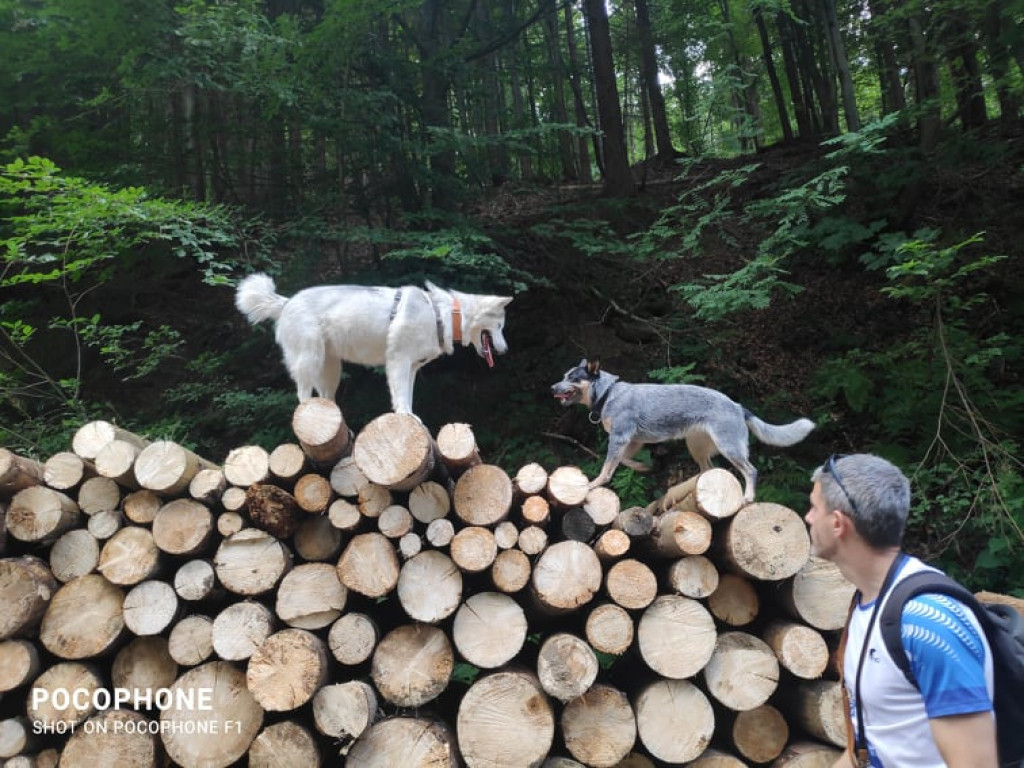 Psy na skałach i wodzie