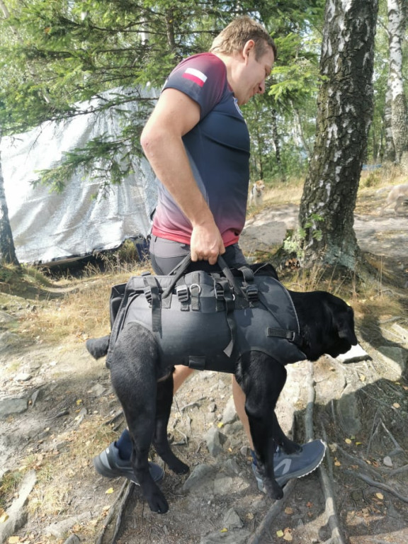 Psy na skałach i wodzie