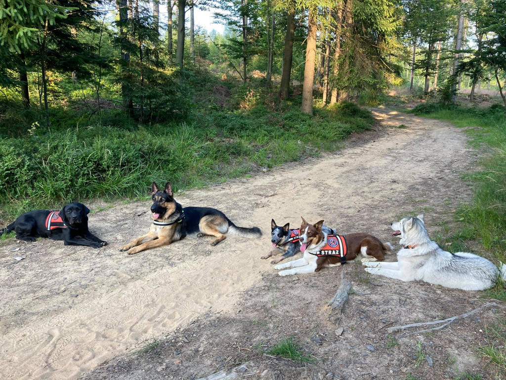 Psy na skałach i wodzie