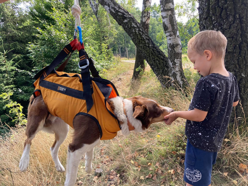 Psy na skałach i wodzie