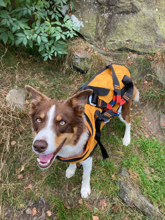 Psy na skałach i wodzie