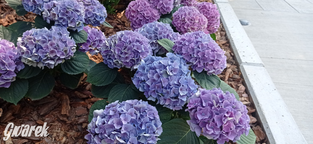 Gdzie na weekend? Może ogród japoński