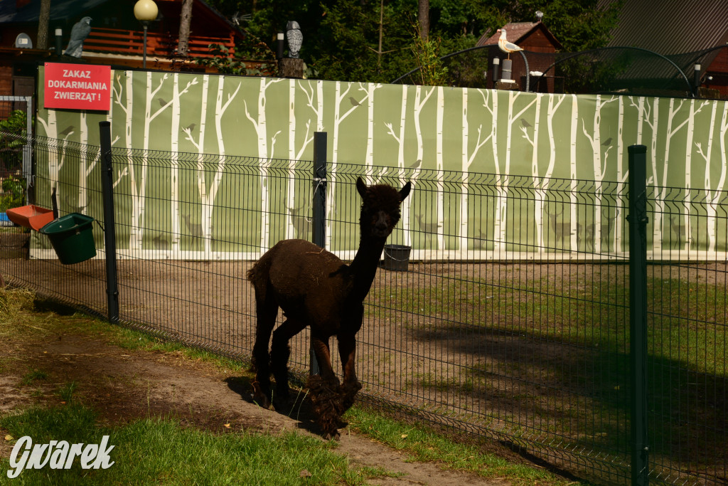 Popołudnie nad zalewem Nakło-Chechło