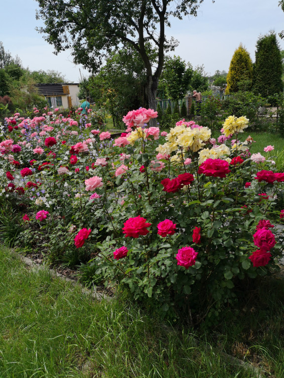 Plebiscyt na najładniejszy ogród i balkon