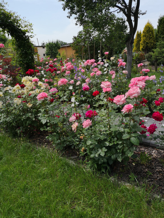 Plebiscyt na najładniejszy ogród i balkon