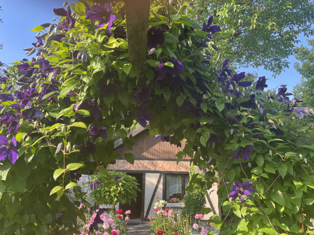 Plebiscyt na najładniejszy ogród i balkon