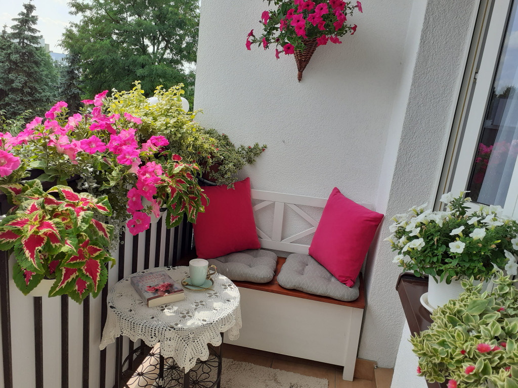 Plebiscyt na najładniejszy ogród i balkon