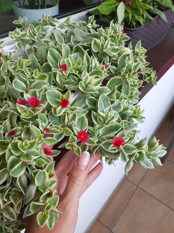 Plebiscyt na najładniejszy ogród i balkon