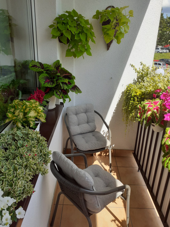 Plebiscyt na najładniejszy ogród i balkon