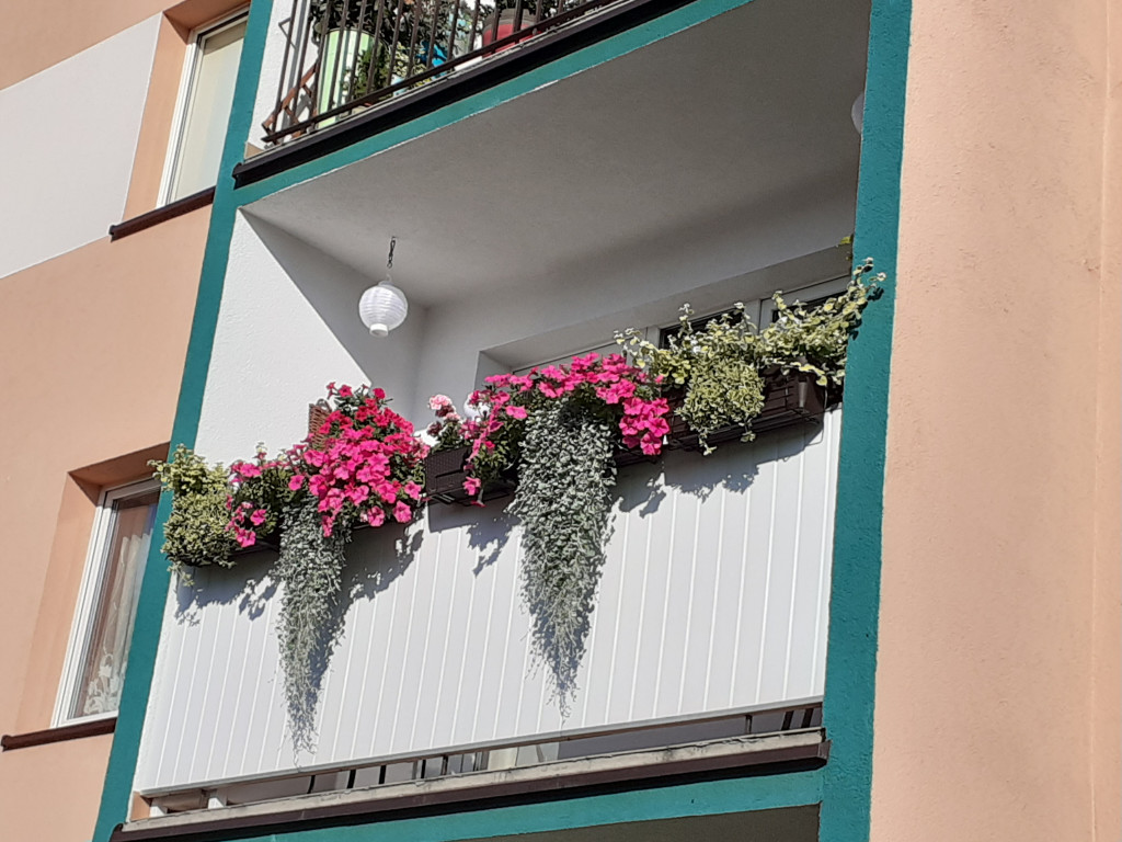 Plebiscyt na najładniejszy ogród i balkon