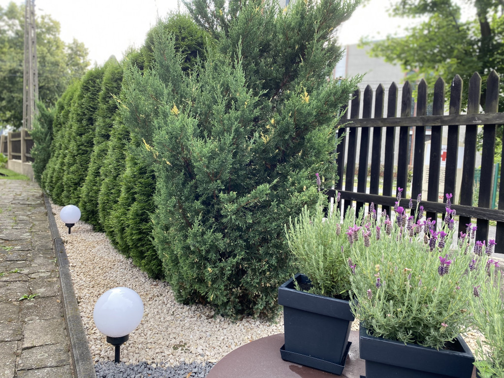 Plebiscyt na najładniejszy ogród i balkon