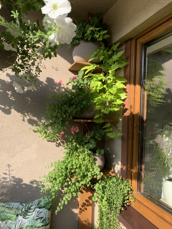 Plebiscyt na najładniejszy ogród i balkon