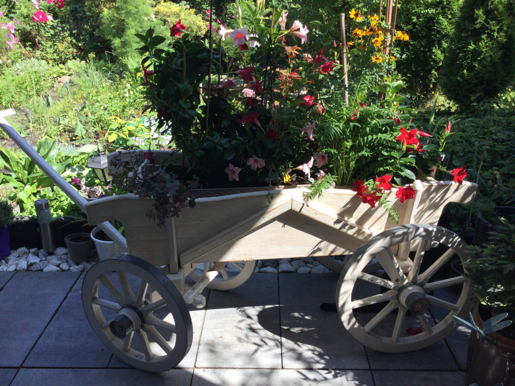 Plebiscyt na najładniejszy ogród i balkon